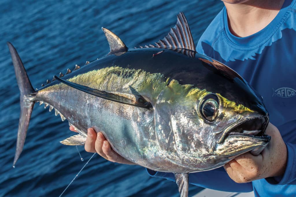 How to Catch Bruiser Blackfin Tuna