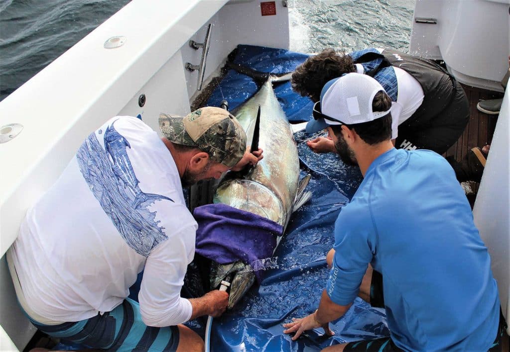 Anglers and Scientists Launch a New Joint Tagging Effort Targeting Large Pacific Bluefin Tuna