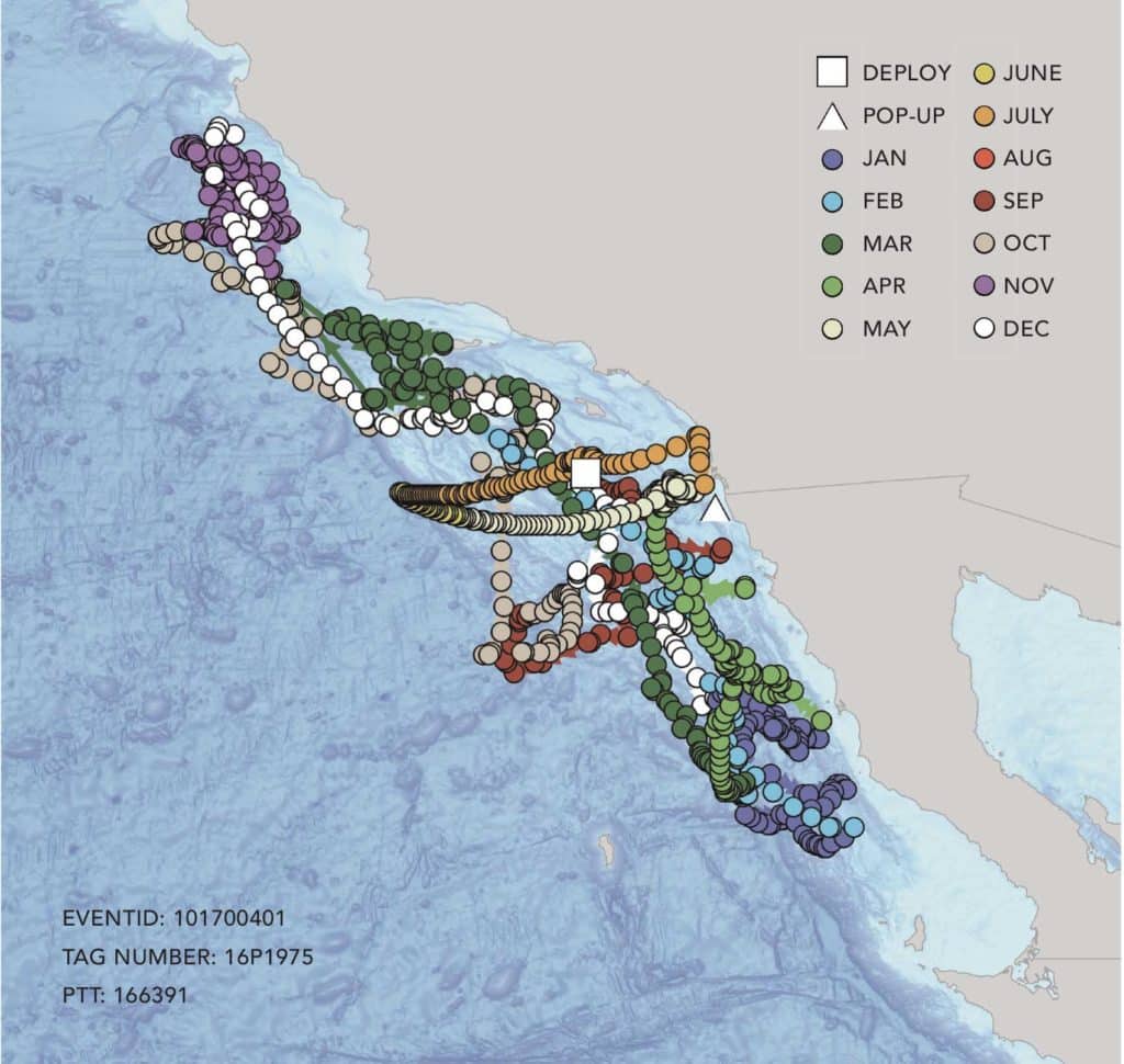 Anglers and Scientists Launch a New Joint Tagging Effort Targeting Large Pacific Bluefin Tuna