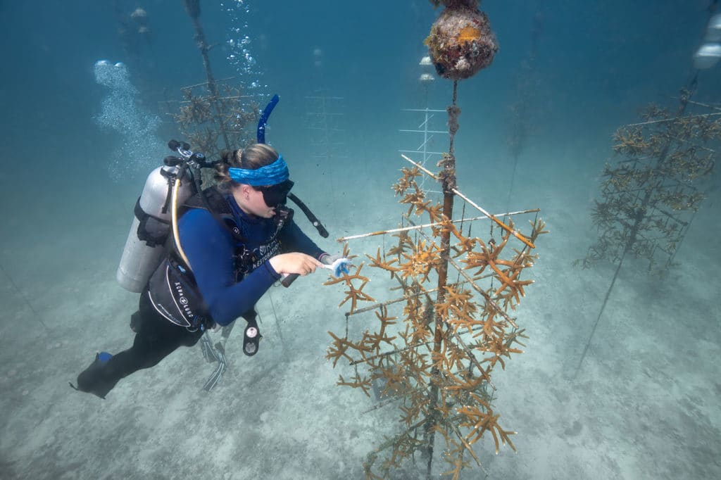 Coral Restoration Foundation