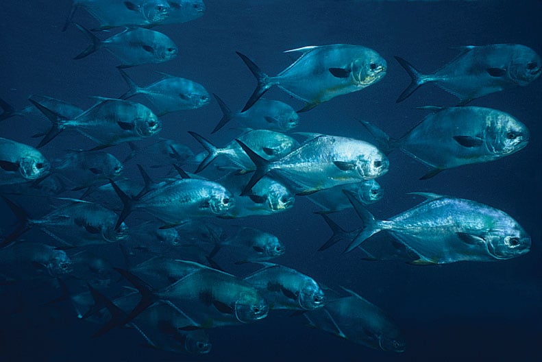 Kayak-Fish Southwest Florida's Offshore Wrecks from a Mini Mothership