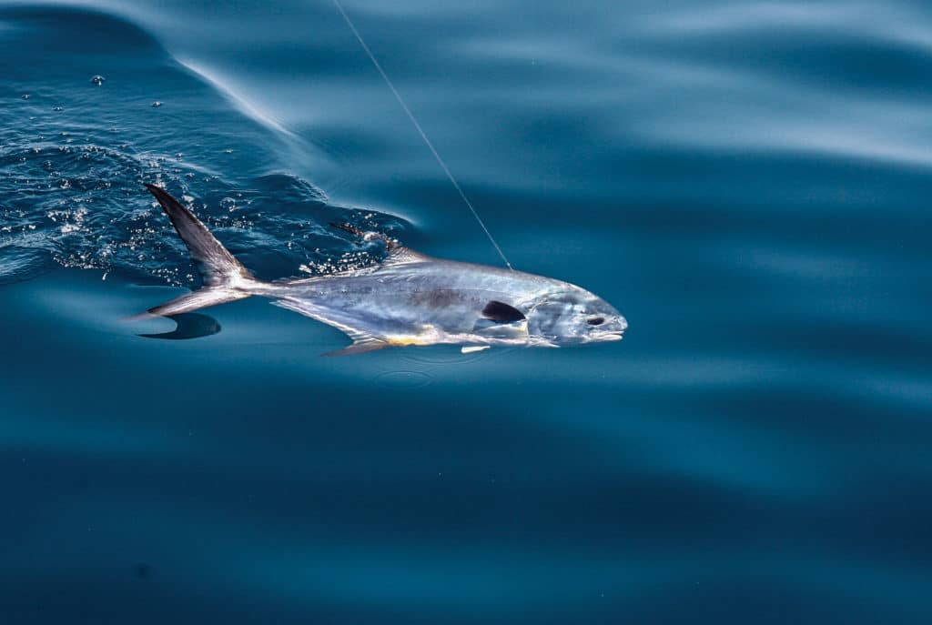 Kayak-Fish Southwest Florida's Offshore Wrecks from a Mini Mothership