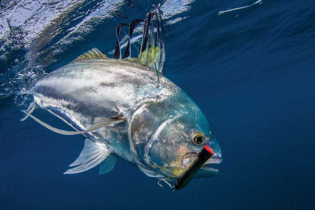 Where and How to Catch Trophy Roosterfish