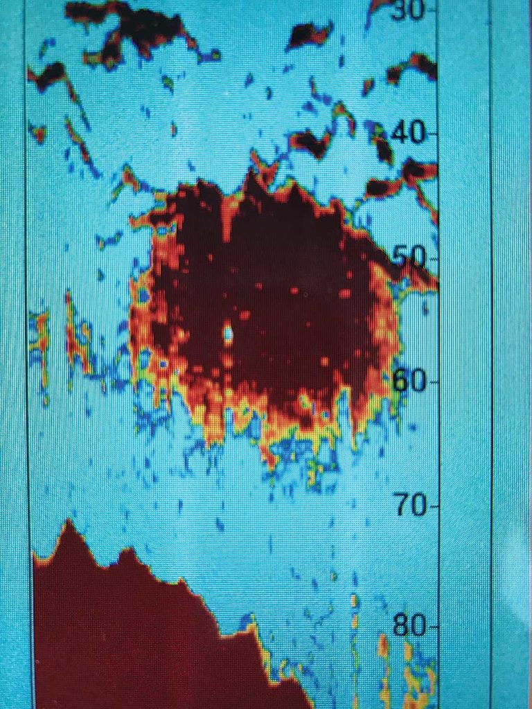 Identify Fish on Sonar