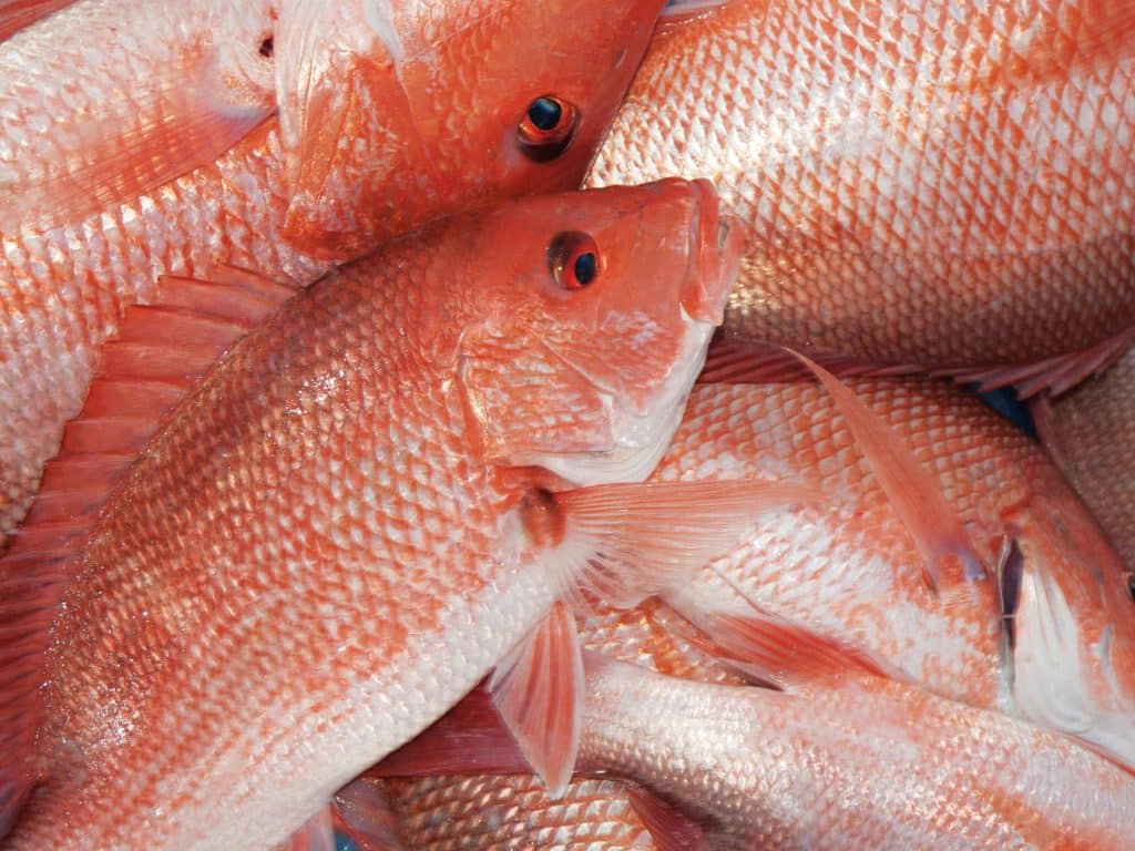 red snapper fish Gulf of Mexico fishing