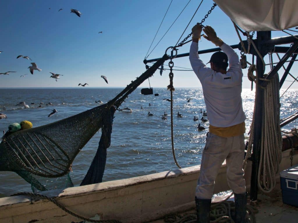 shrimp trawl Gulf of Mexico red snapper fishing