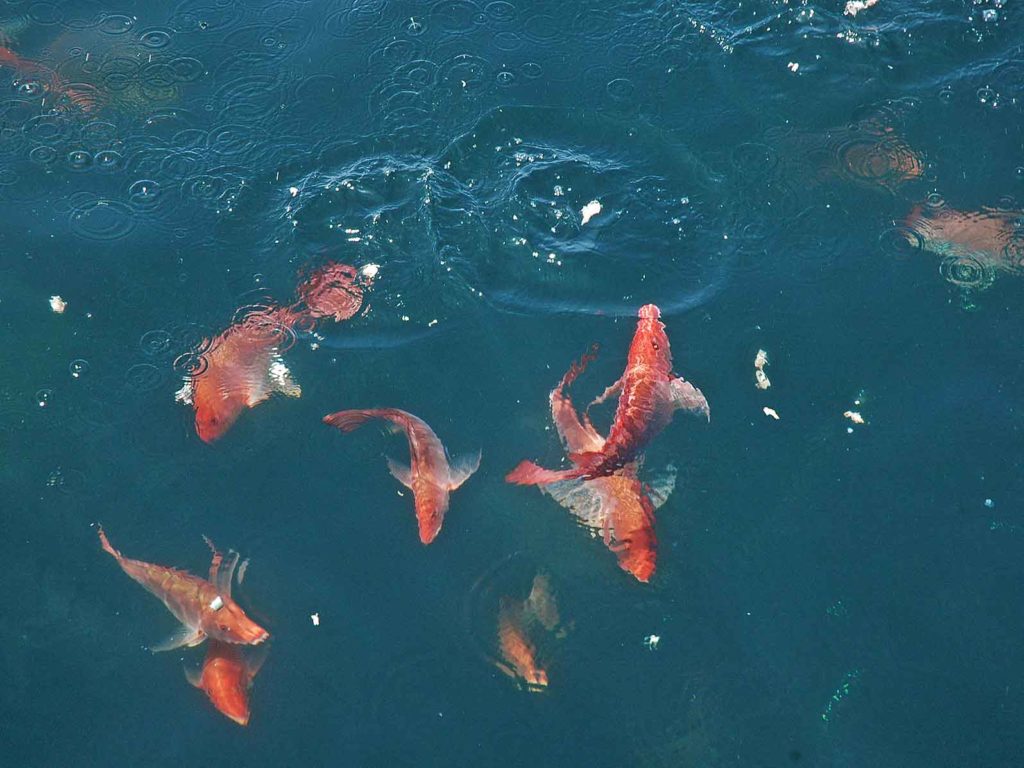 abundant red snapper fish Gulf of Mexico fishing