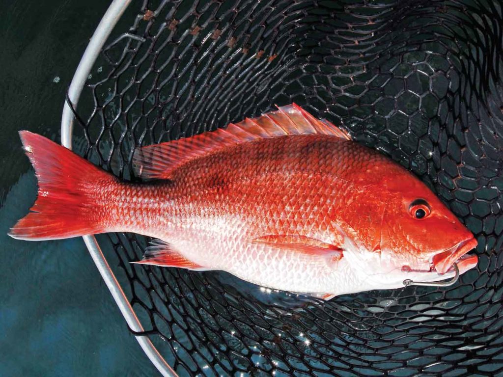 netted red snapper fish caught Gulf of Mexico fishing