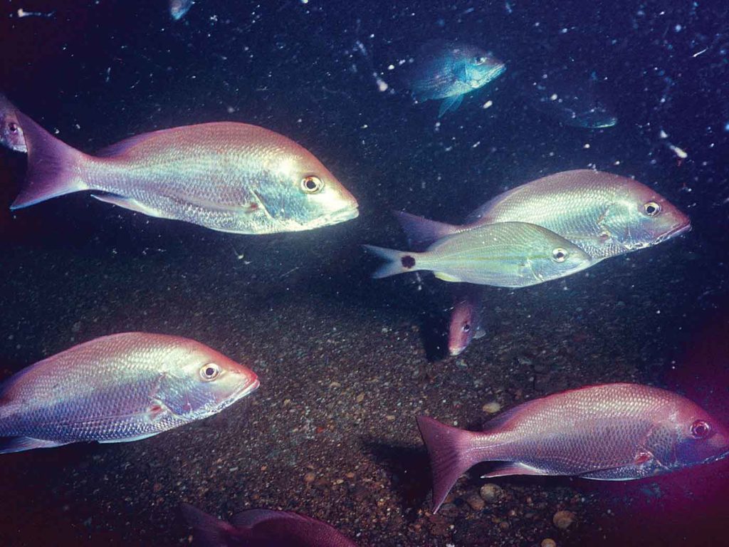 underwater red snapper fish Gulf of Mexico fishing