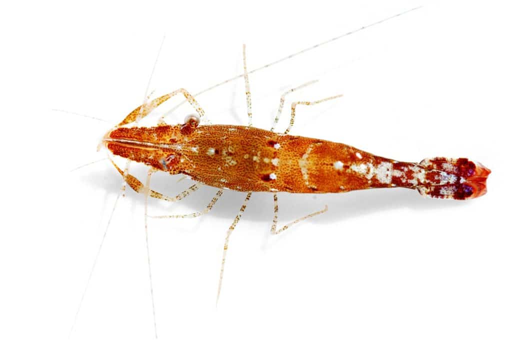 Tiny shrimp shaken out of sargassum weed