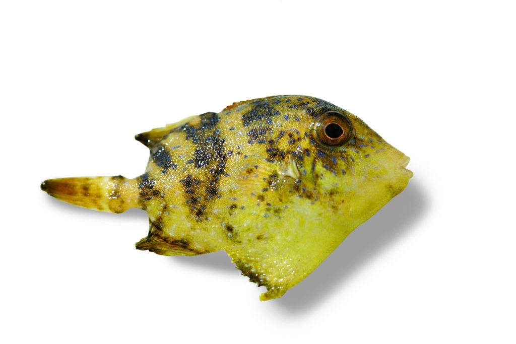 Tiny juvenile triggerfish shaken out of sargassum weed offshore