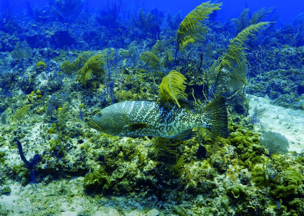 Tiger grouper