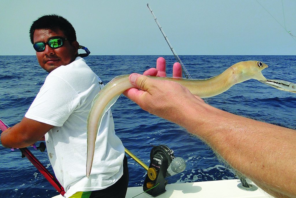 Yellow conger eel