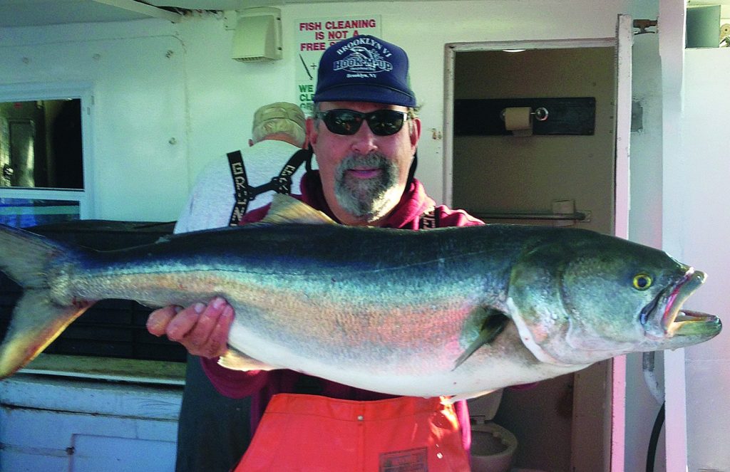 Monster bluefish