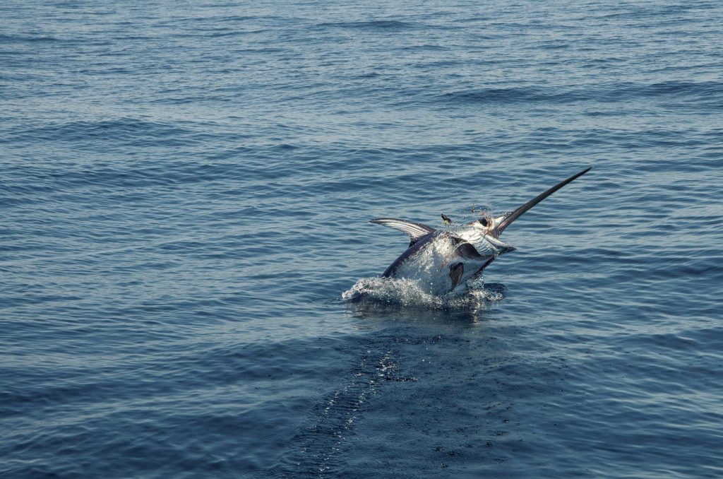 Swordfishing's Most Innovative Tactics from Around the World