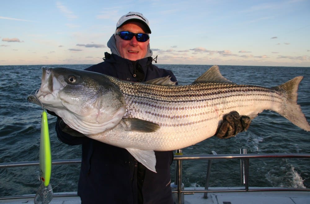 Striped Bass, How to Catch Striped Bass