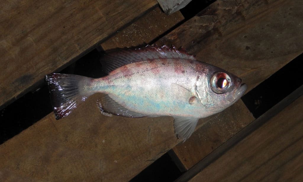 Strange Fishes From the Deep - Tomato Cod and More
