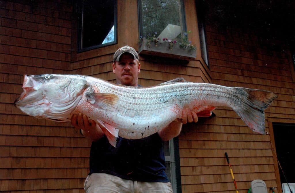 Our Collection of Record Striped Bass