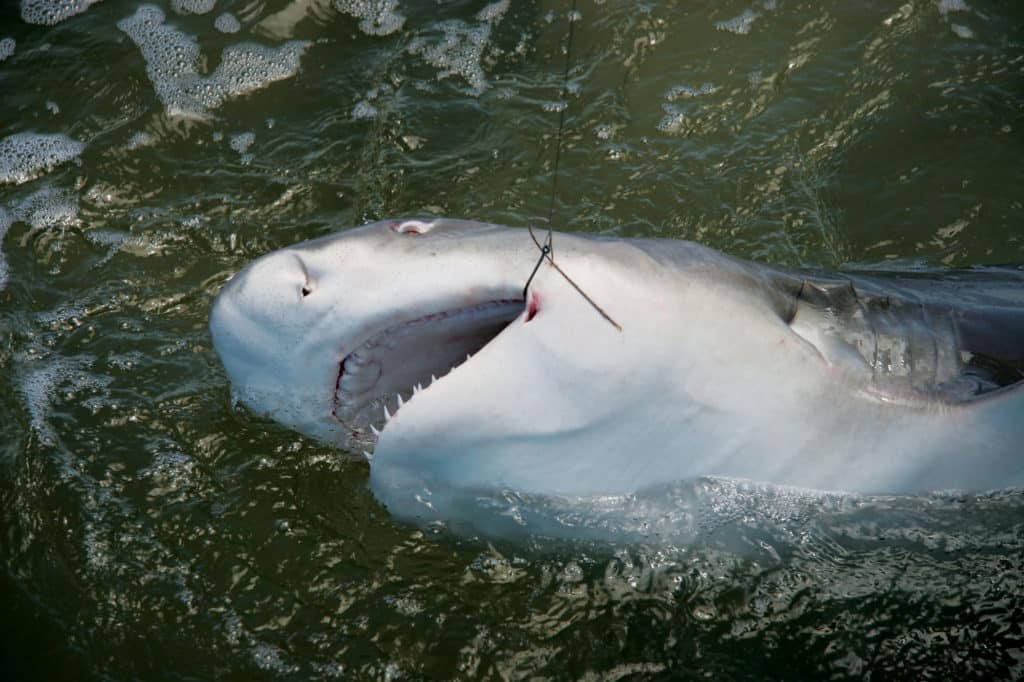 Shark Fishing With Kids