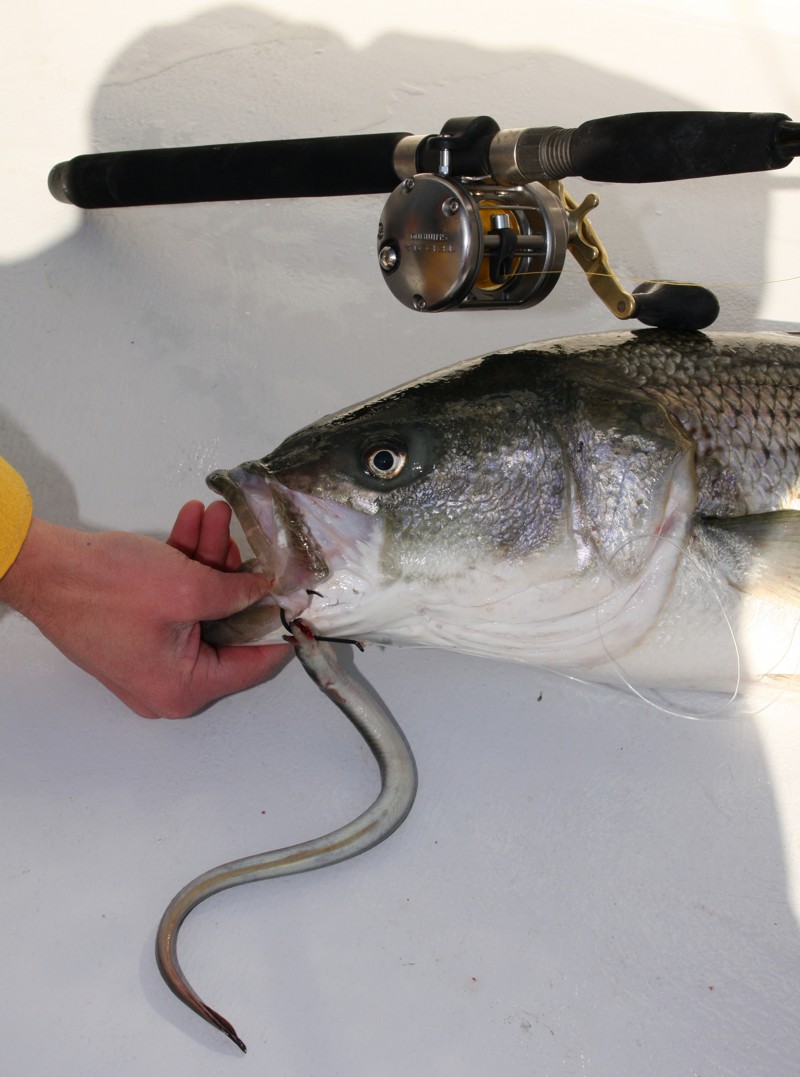 Dead Stick Fishing-Freshwater Striper Lures-Winter Striper Fishing