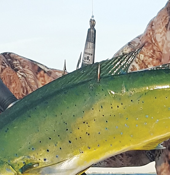 A snagged mahimahi caught fishing on rod and reel