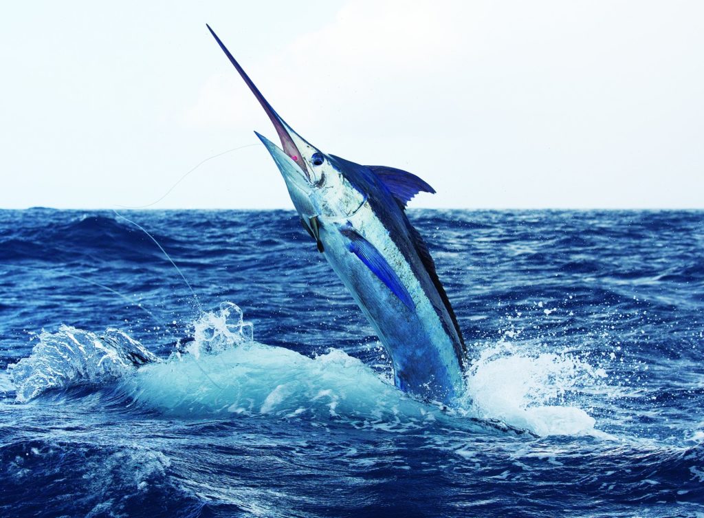 Leaping marlin