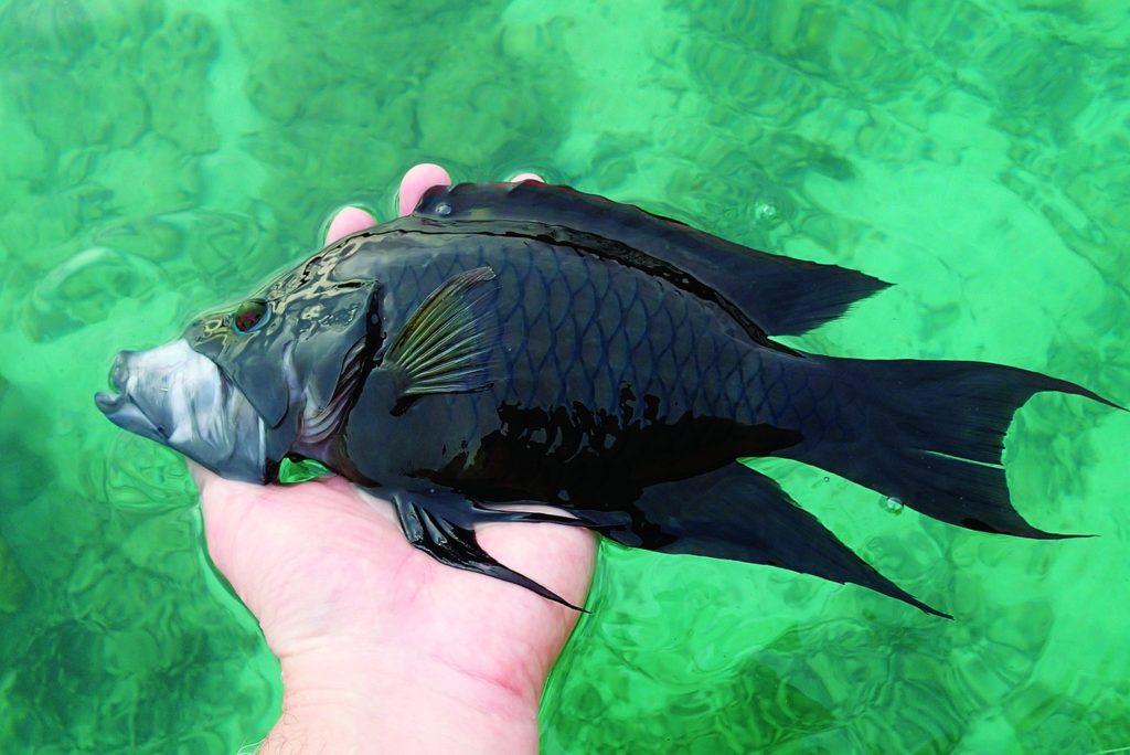 Slingjaw wrasse