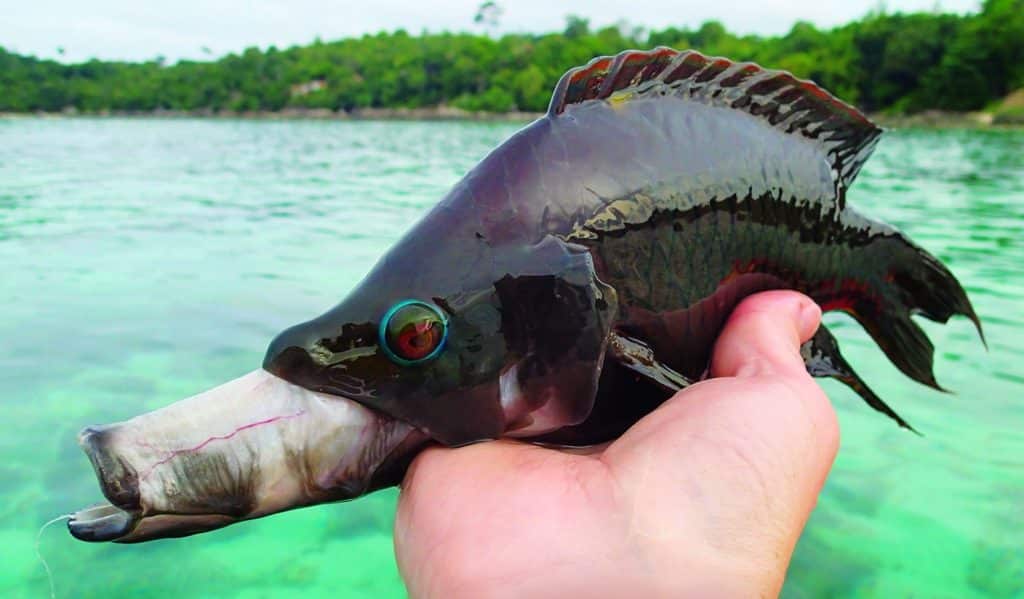 The slingjaw wrasse with its tubular mouth extended