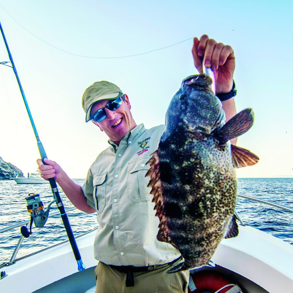 Leopard grouper in brown phase