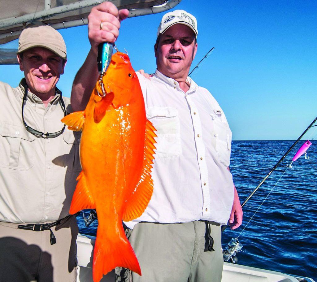 Leopard grouper in golden phase