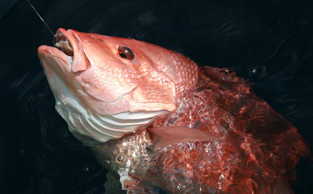 Florida Announces 40-Day Red Snapper Season