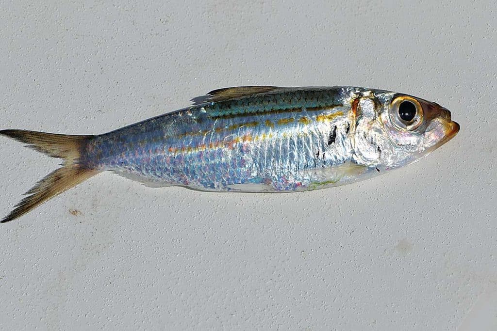 Genus Sardinella