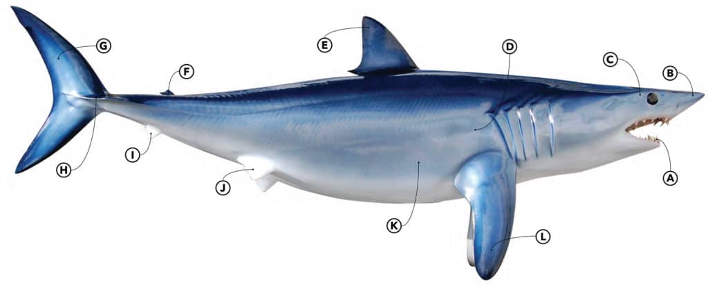 Mako! Supershark of the World's Oceans