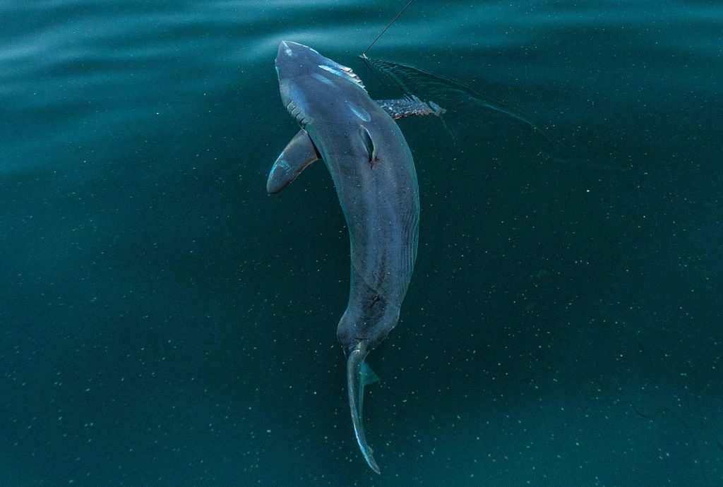 Mako! Supershark of the World's Oceans