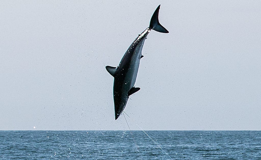 Mako! Supershark of the World's Oceans