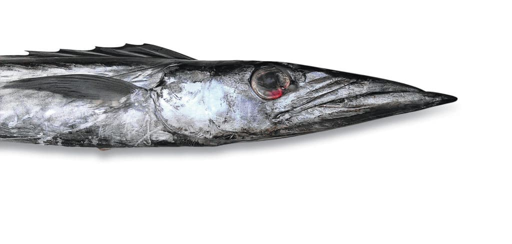 Fish Facts: Snake Mackerel