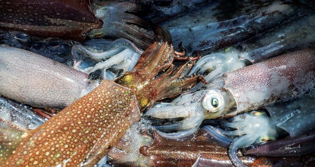 Spring Squid-Fishing Riot in the Northeast