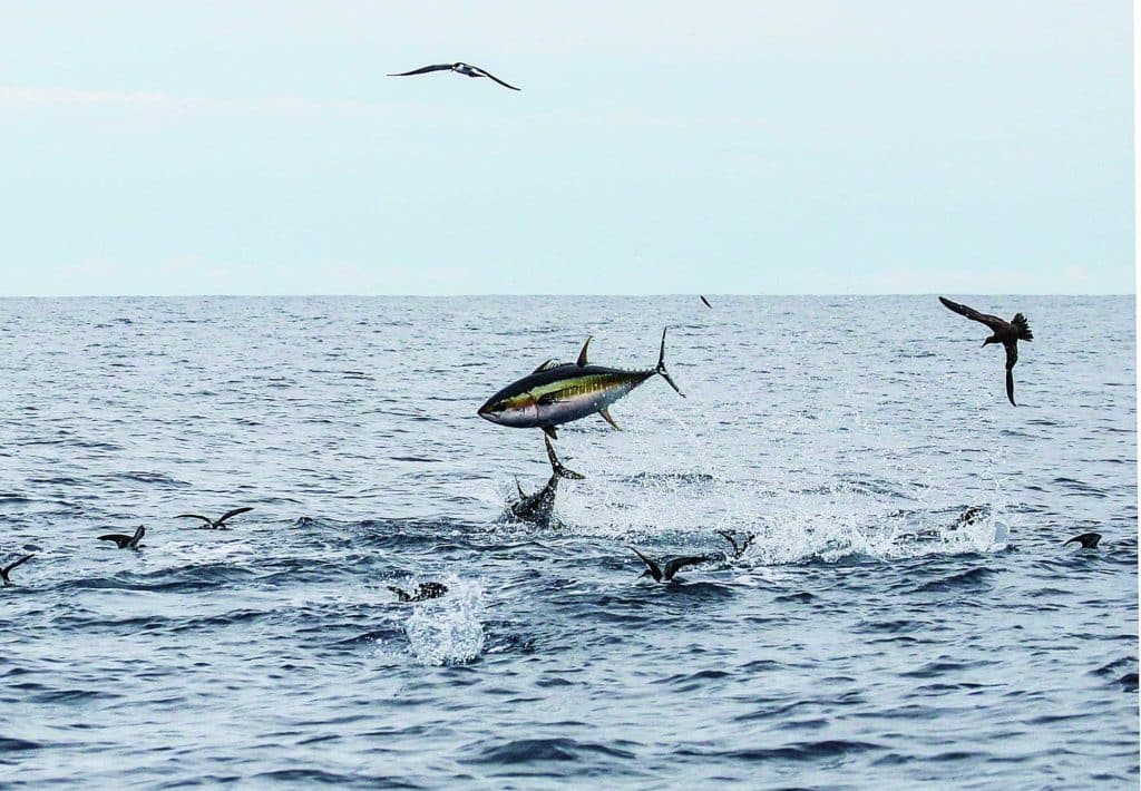 Extraordinary Photos from Sport Fishing's "Last Cast" Pages, 2018