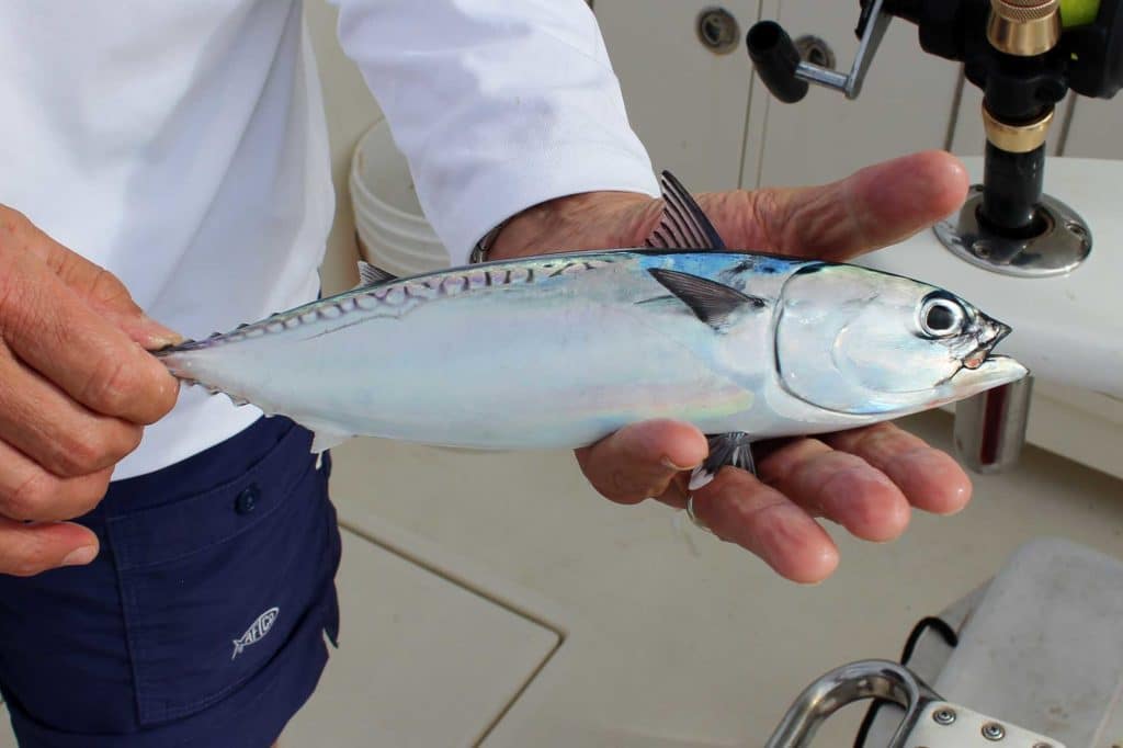 Little bullet tuna are essential for the health of game-fish populations off the East Coas