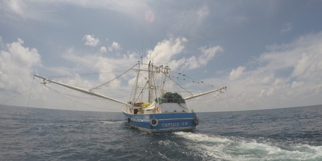 Shrimp Boats May Threaten Red Snapper Gains in Gulf