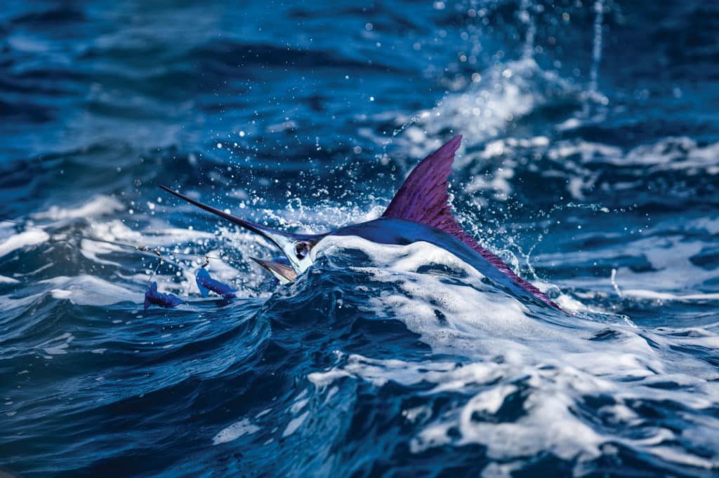 Score a Mid-Atlantic Billfish Slam