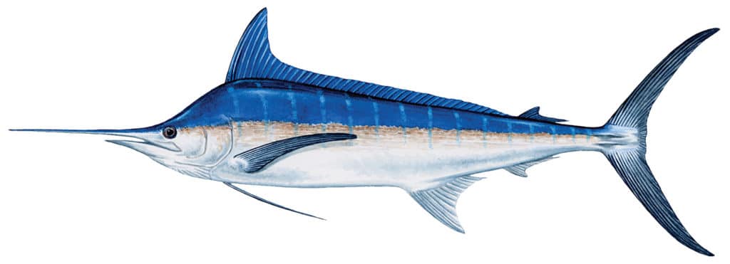 Score a Mid-Atlantic Billfish Slam