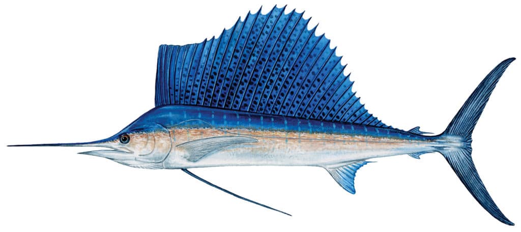 Score a Mid-Atlantic Billfish Slam