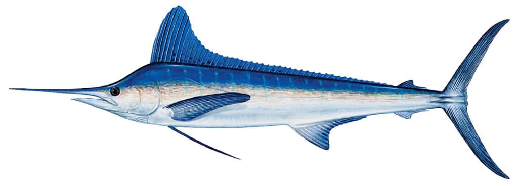 Score a Mid-Atlantic Billfish Slam