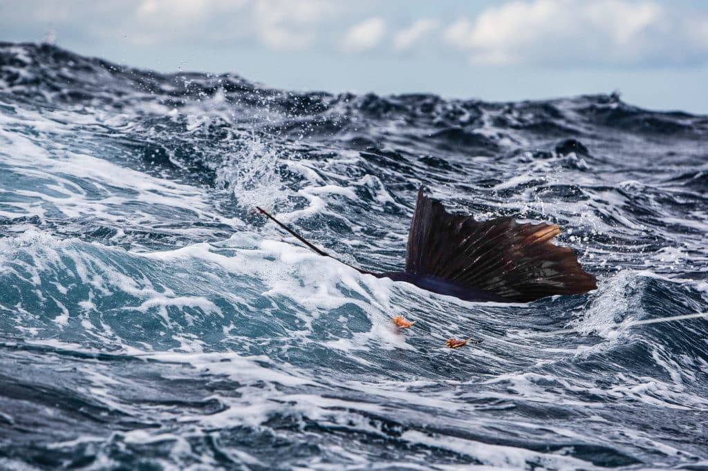 Score a Mid-Atlantic Billfish Slam