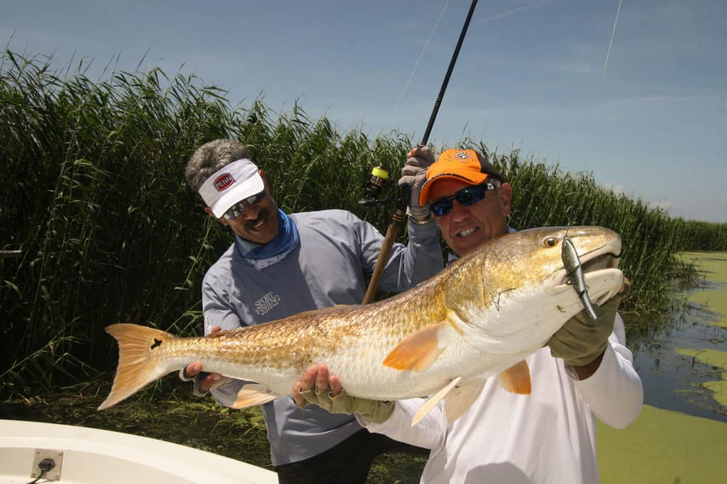 In the vast marsh in the vicinity of the Mississippi River mouth, bull redfish can be tremendous shallow-water targets.
