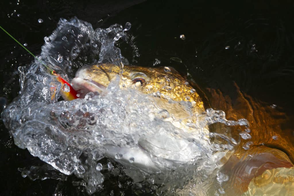 Redfish make tough opponents when hooked.