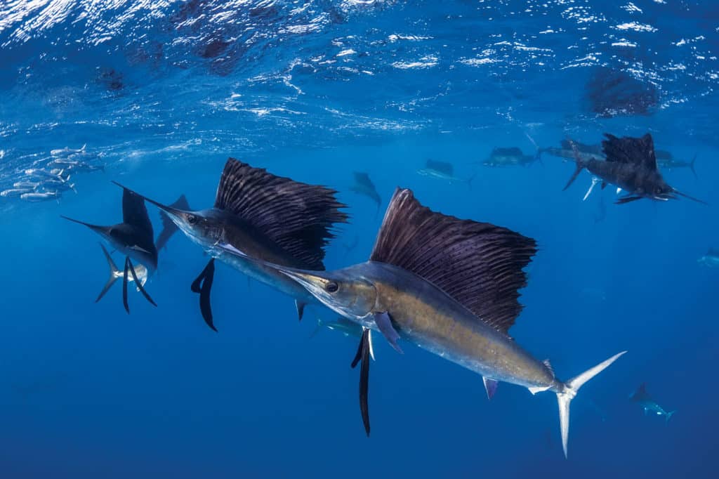 Winning Sailfish Strategies of Tourney Pros