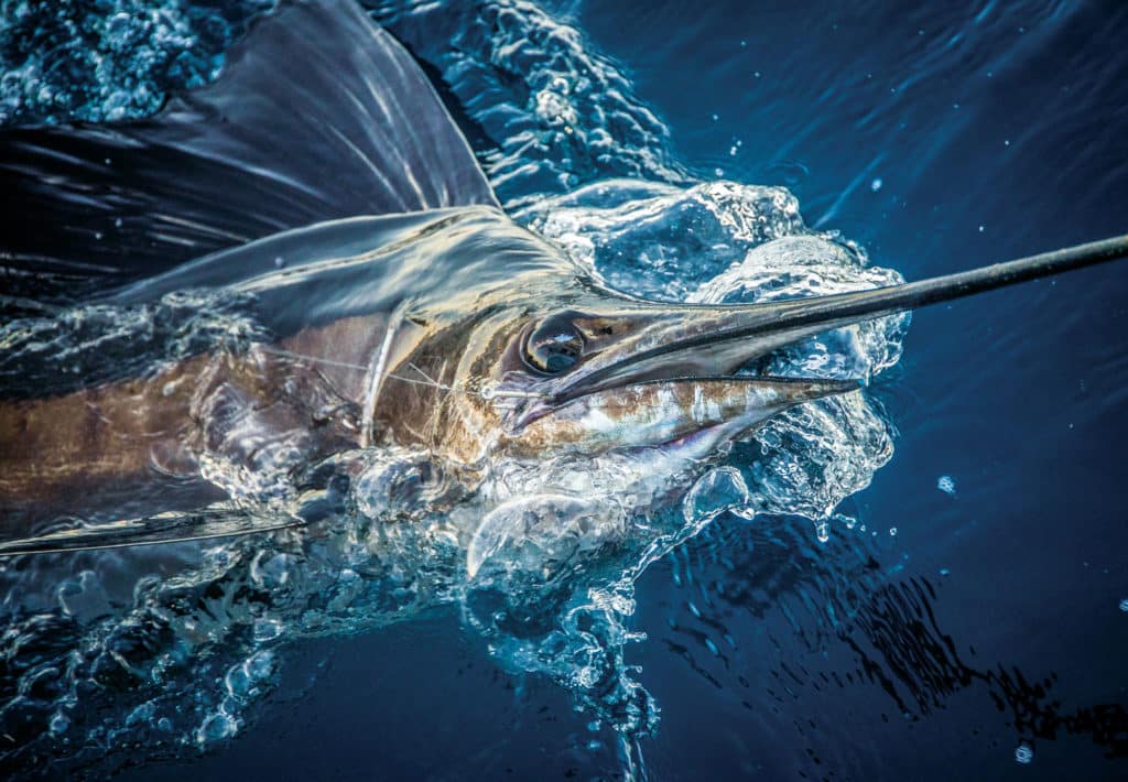 Winning Sailfish Strategies of Tourney Pros