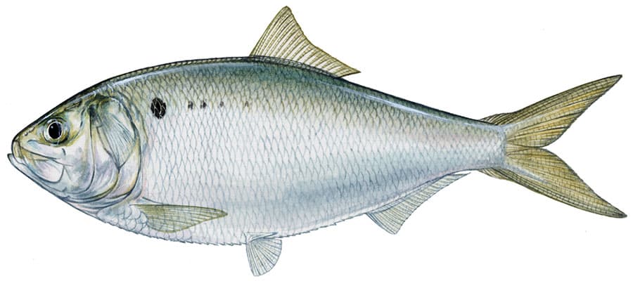 Yellowfin Menhaden